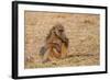 Chacma Baboon, Chobe National Park, Botswana, Africa-Sergio Pitamitz-Framed Photographic Print