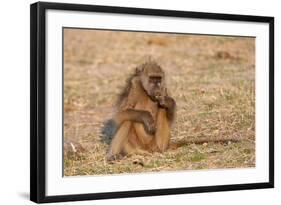 Chacma Baboon, Chobe National Park, Botswana, Africa-Sergio Pitamitz-Framed Photographic Print