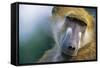 Chacma Baboon in Botswana-null-Framed Stretched Canvas