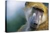 Chacma Baboon in Botswana-null-Stretched Canvas