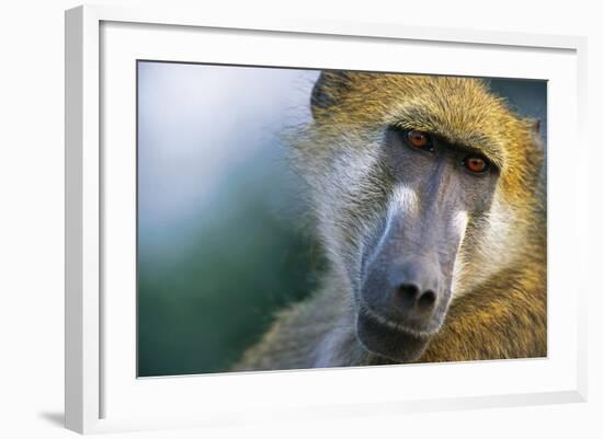 Chacma Baboon in Botswana-null-Framed Photographic Print