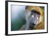 Chacma Baboon in Botswana-null-Framed Photographic Print