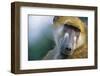 Chacma Baboon in Botswana-null-Framed Photographic Print