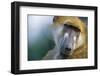 Chacma Baboon in Botswana-null-Framed Photographic Print