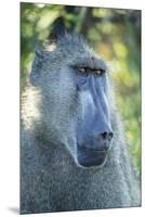 Chacma Baboon, Kruger National Park, South Africa-Paul Souders-Mounted Premium Photographic Print