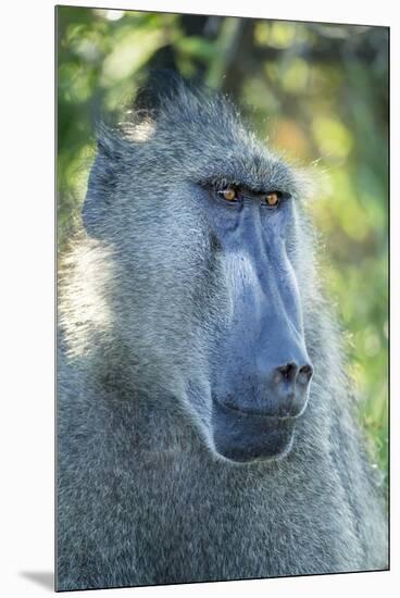 Chacma Baboon, Kruger National Park, South Africa-Paul Souders-Mounted Premium Photographic Print