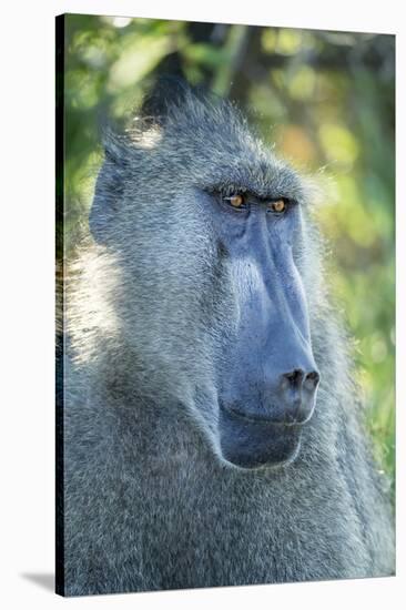 Chacma Baboon, Kruger National Park, South Africa-Paul Souders-Stretched Canvas