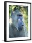 Chacma Baboon, Kruger National Park, South Africa-Paul Souders-Framed Photographic Print