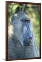 Chacma Baboon, Kruger National Park, South Africa-Paul Souders-Framed Photographic Print