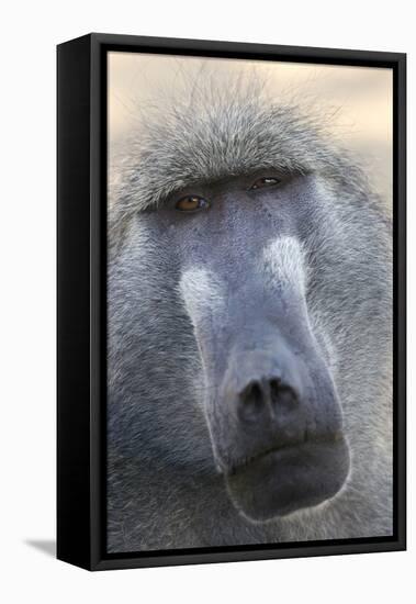 Chacma Baboon (Papio cynocephalus ursinus) adult, close-up of head, Kruger , Mpumalanga-Andrew Forsyth-Framed Stretched Canvas