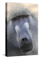 Chacma Baboon (Papio cynocephalus ursinus) adult, close-up of head, Kruger , Mpumalanga-Andrew Forsyth-Stretched Canvas