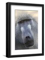 Chacma Baboon (Papio cynocephalus ursinus) adult, close-up of head, Kruger , Mpumalanga-Andrew Forsyth-Framed Photographic Print