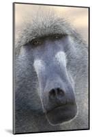 Chacma Baboon (Papio cynocephalus ursinus) adult, close-up of head, Kruger , Mpumalanga-Andrew Forsyth-Mounted Photographic Print