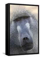 Chacma Baboon (Papio cynocephalus ursinus) adult, close-up of head, Kruger , Mpumalanga-Andrew Forsyth-Framed Stretched Canvas