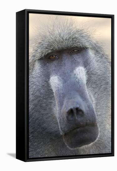 Chacma Baboon (Papio cynocephalus ursinus) adult, close-up of head, Kruger , Mpumalanga-Andrew Forsyth-Framed Stretched Canvas