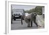 Chacma Baboon (Papio Cynocephalus Ursinus) Eating Food Raided from Car-Michael Hutchinson-Framed Photographic Print