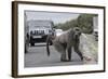 Chacma Baboon (Papio Cynocephalus Ursinus) Eating Food Raided from Car-Michael Hutchinson-Framed Photographic Print