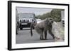 Chacma Baboon (Papio Cynocephalus Ursinus) Eating Food Raided from Car-Michael Hutchinson-Framed Photographic Print