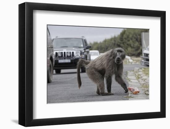 Chacma Baboon (Papio Cynocephalus Ursinus) Eating Food Raided from Car-Michael Hutchinson-Framed Photographic Print