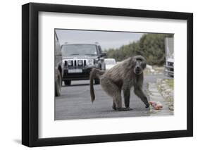 Chacma Baboon (Papio Cynocephalus Ursinus) Eating Food Raided from Car-Michael Hutchinson-Framed Photographic Print