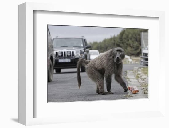 Chacma Baboon (Papio Cynocephalus Ursinus) Eating Food Raided from Car-Michael Hutchinson-Framed Photographic Print