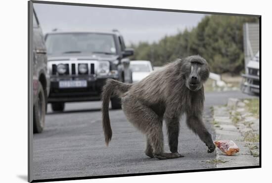 Chacma Baboon (Papio Cynocephalus Ursinus) Eating Food Raided from Car-Michael Hutchinson-Mounted Photographic Print