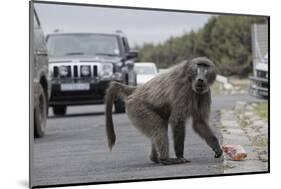 Chacma Baboon (Papio Cynocephalus Ursinus) Eating Food Raided from Car-Michael Hutchinson-Mounted Photographic Print