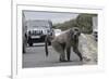 Chacma Baboon (Papio Cynocephalus Ursinus) Eating Food Raided from Car-Michael Hutchinson-Framed Photographic Print