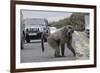 Chacma Baboon (Papio Cynocephalus Ursinus) Eating Food Raided from Car-Michael Hutchinson-Framed Photographic Print