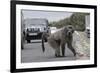 Chacma Baboon (Papio Cynocephalus Ursinus) Eating Food Raided from Car-Michael Hutchinson-Framed Photographic Print