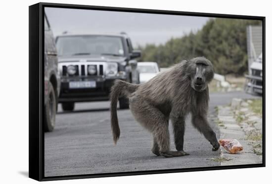 Chacma Baboon (Papio Cynocephalus Ursinus) Eating Food Raided from Car-Michael Hutchinson-Framed Stretched Canvas