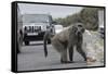 Chacma Baboon (Papio Cynocephalus Ursinus) Eating Food Raided from Car-Michael Hutchinson-Framed Stretched Canvas