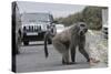 Chacma Baboon (Papio Cynocephalus Ursinus) Eating Food Raided from Car-Michael Hutchinson-Stretched Canvas