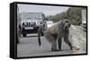 Chacma Baboon (Papio Cynocephalus Ursinus) Eating Food Raided from Car-Michael Hutchinson-Framed Stretched Canvas