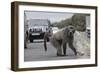 Chacma Baboon (Papio Cynocephalus Ursinus) Eating Food Raided from Car-Michael Hutchinson-Framed Photographic Print