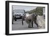 Chacma Baboon (Papio Cynocephalus Ursinus) Eating Food Raided from Car-Michael Hutchinson-Framed Photographic Print