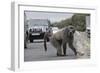 Chacma Baboon (Papio Cynocephalus Ursinus) Eating Food Raided from Car-Michael Hutchinson-Framed Photographic Print