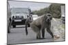 Chacma Baboon (Papio Cynocephalus Ursinus) Eating Food Raided from Car-Michael Hutchinson-Mounted Photographic Print