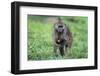 Chacma baboon (Papio hamadryas ursinus), Chobe National Park, Botswana, Africa-Sergio Pitamitz-Framed Photographic Print