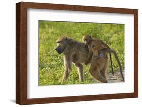 Chacma baboon (Papio ursinus) and infant, Chobe National Park, Botswana, Africa-David Wall-Framed Photographic Print