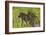 Chacma baboon (Papio ursinus) and infant, Chobe National Park, Botswana, Africa-David Wall-Framed Photographic Print