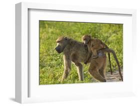 Chacma baboon (Papio ursinus) and infant, Chobe National Park, Botswana, Africa-David Wall-Framed Photographic Print