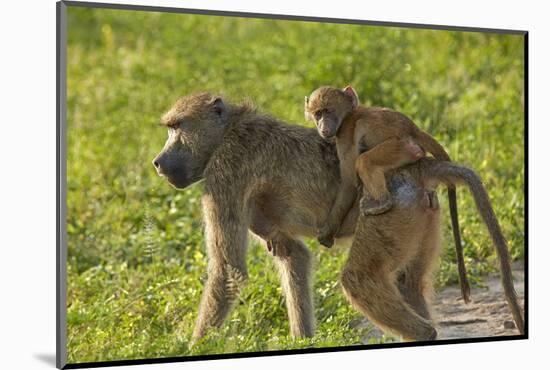 Chacma baboon (Papio ursinus) and infant, Chobe National Park, Botswana, Africa-David Wall-Mounted Photographic Print