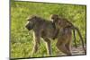 Chacma baboon (Papio ursinus) and infant, Chobe National Park, Botswana, Africa-David Wall-Mounted Photographic Print