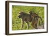 Chacma baboon (Papio ursinus) and infant, Chobe National Park, Botswana, Africa-David Wall-Framed Photographic Print