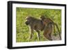 Chacma baboon (Papio ursinus) and infant, Chobe National Park, Botswana, Africa-David Wall-Framed Photographic Print