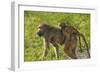 Chacma baboon (Papio ursinus) and infant, Chobe National Park, Botswana, Africa-David Wall-Framed Photographic Print