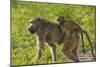 Chacma baboon (Papio ursinus) and infant, Chobe National Park, Botswana, Africa-David Wall-Mounted Photographic Print