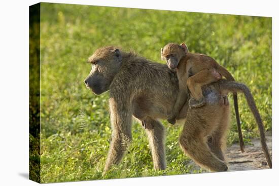 Chacma baboon (Papio ursinus) and infant, Chobe National Park, Botswana, Africa-David Wall-Stretched Canvas