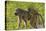 Chacma baboon (Papio ursinus) and infant, Chobe National Park, Botswana, Africa-David Wall-Stretched Canvas